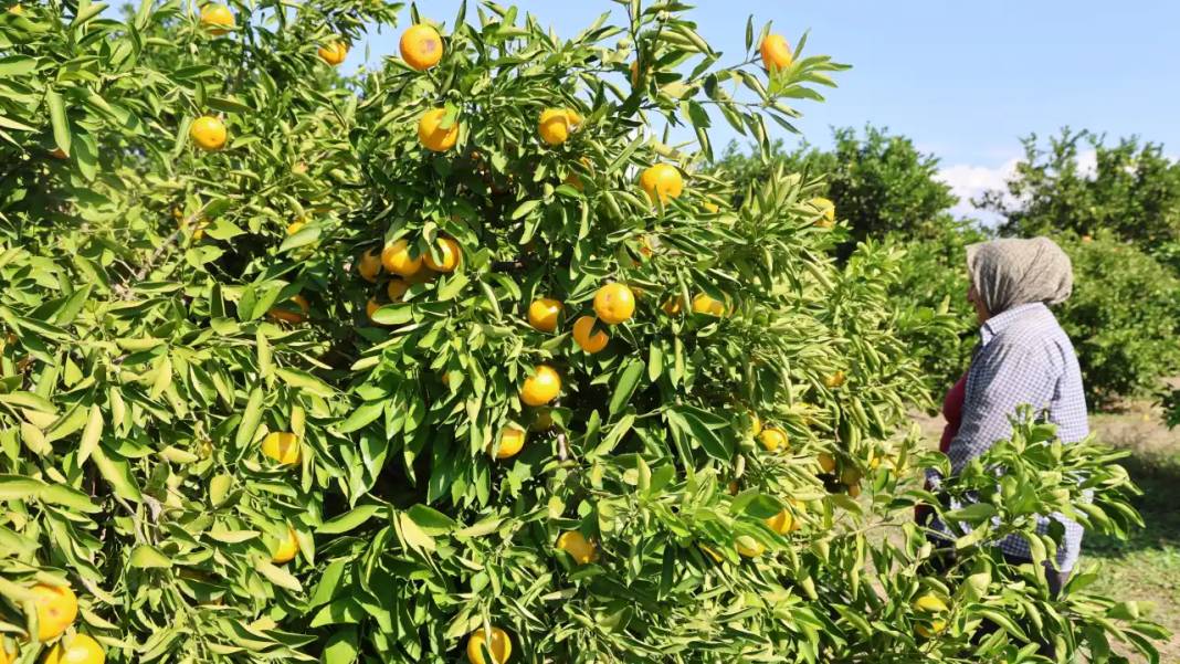 Adana’da Mandalina Hasadı Rekor Kırdı! Gelir Dibe Vurdu 2